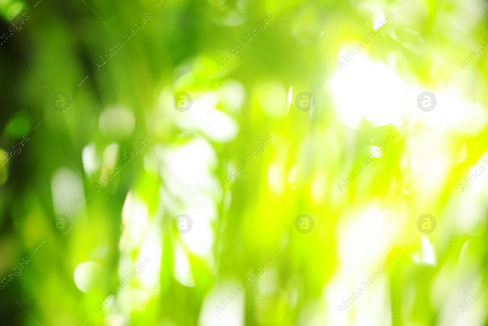 Photo of Abstract nature green background with sun rays, bokeh effect