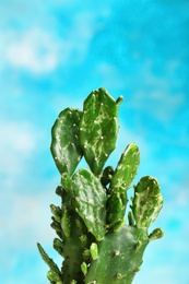 Beautiful cactus on color background