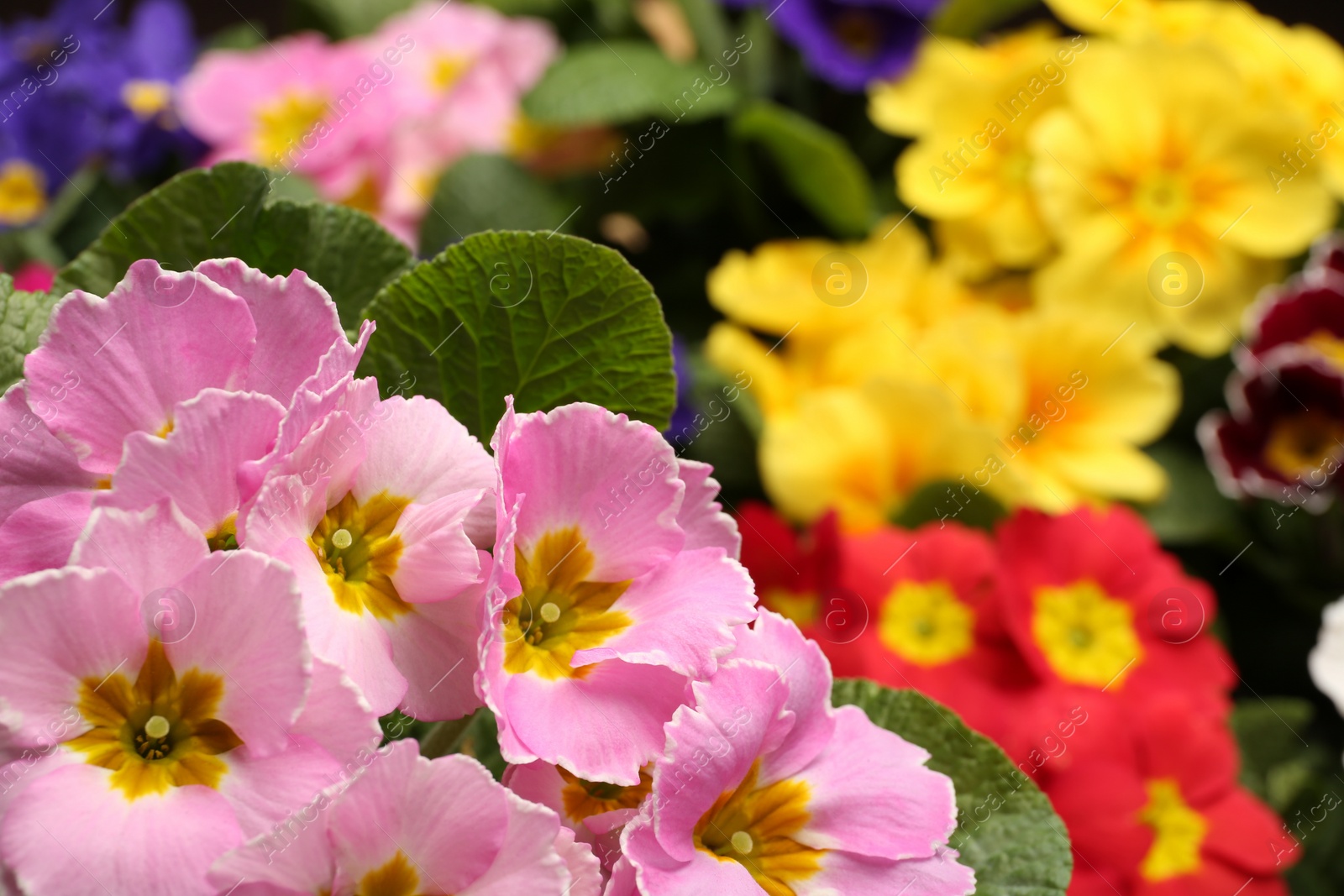 Photo of Beautiful primula (primrose) plant with pink flowers on blurred background, space for text. Spring blossom