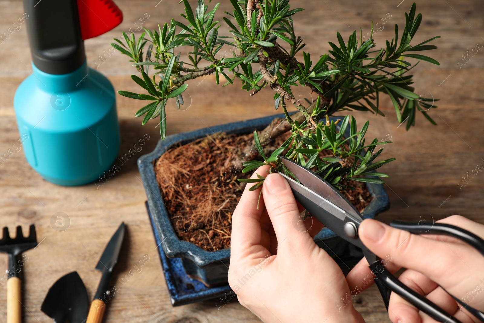 Photo of Woman trimming Japanese bonsai plant, closeup. Creating zen atmosphere at home