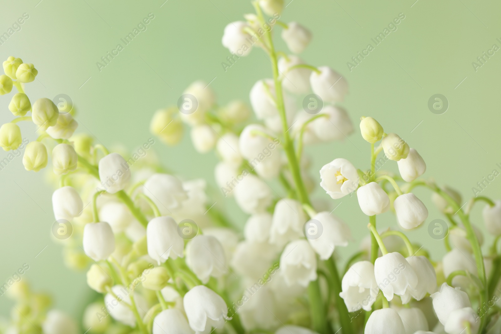 Photo of Beautiful lily of the valley flowers on green background, closeup