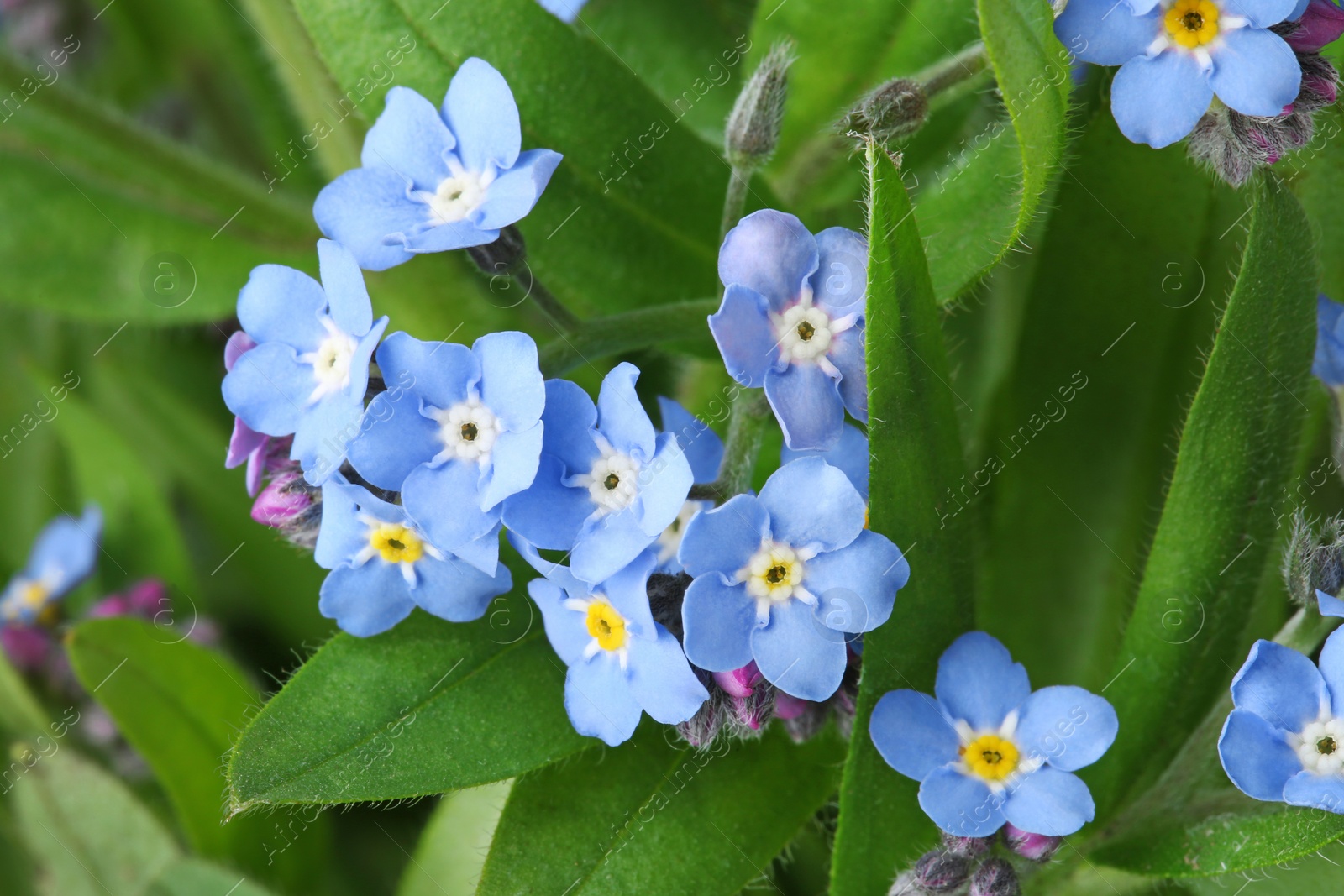 Photo of Amazing spring forget-me-not flowers as background, closeup view