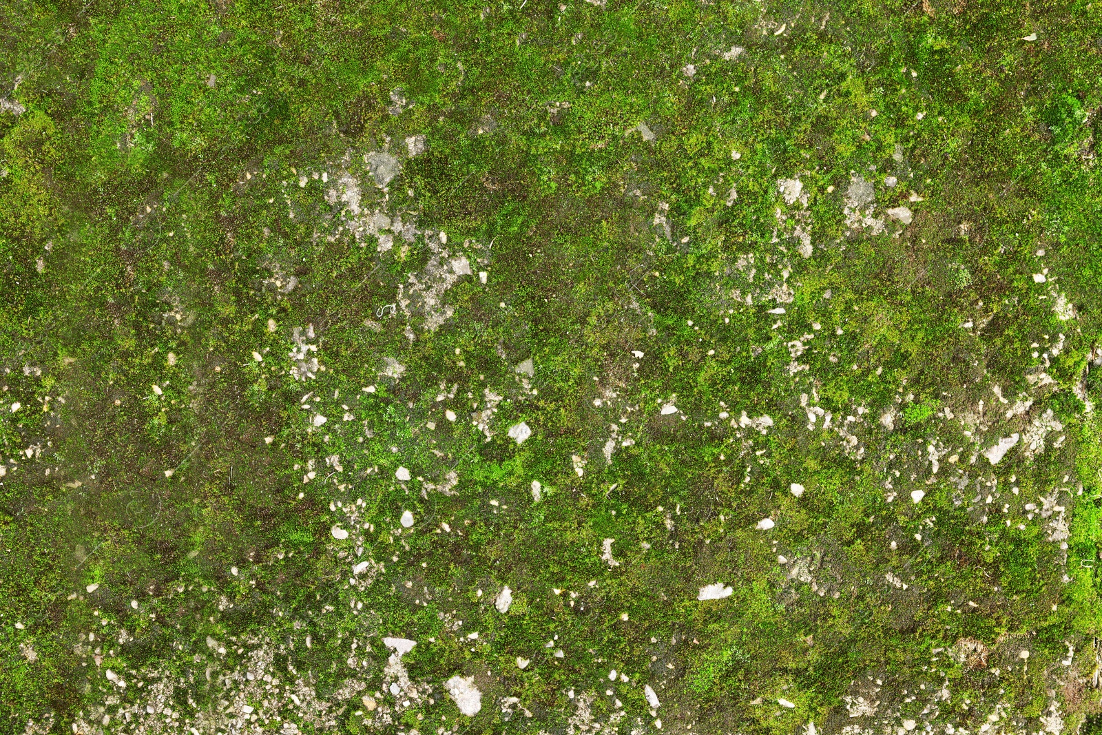 Photo of Textured surface with moss as background, top view