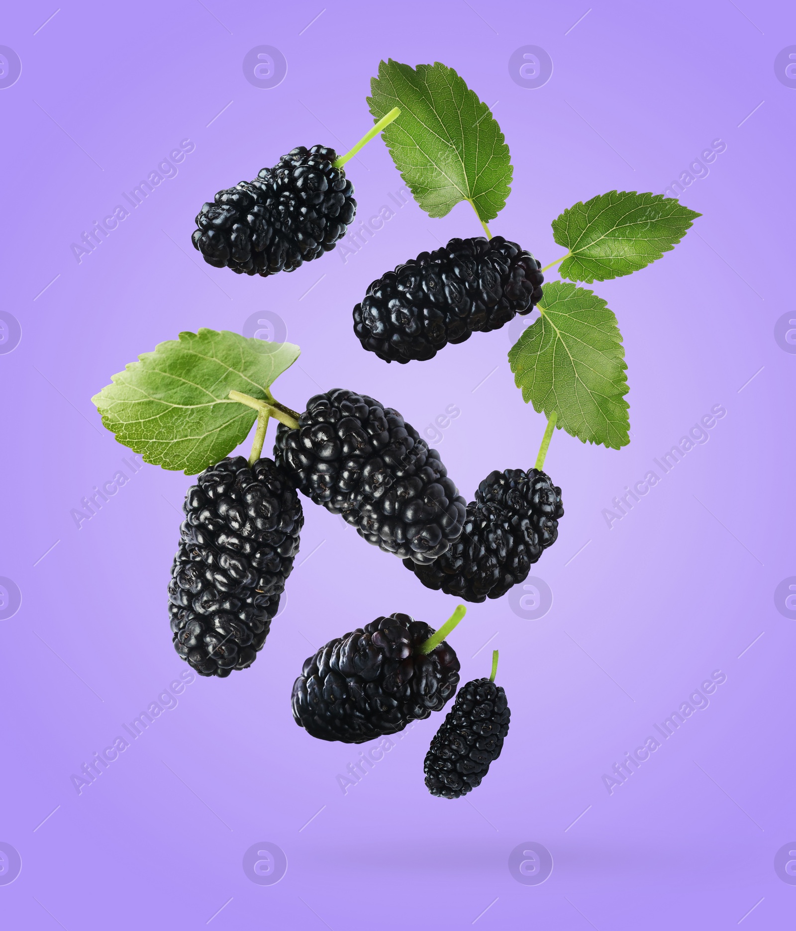 Image of Fresh ripe black mulberries and green leaves falling on blue violet background