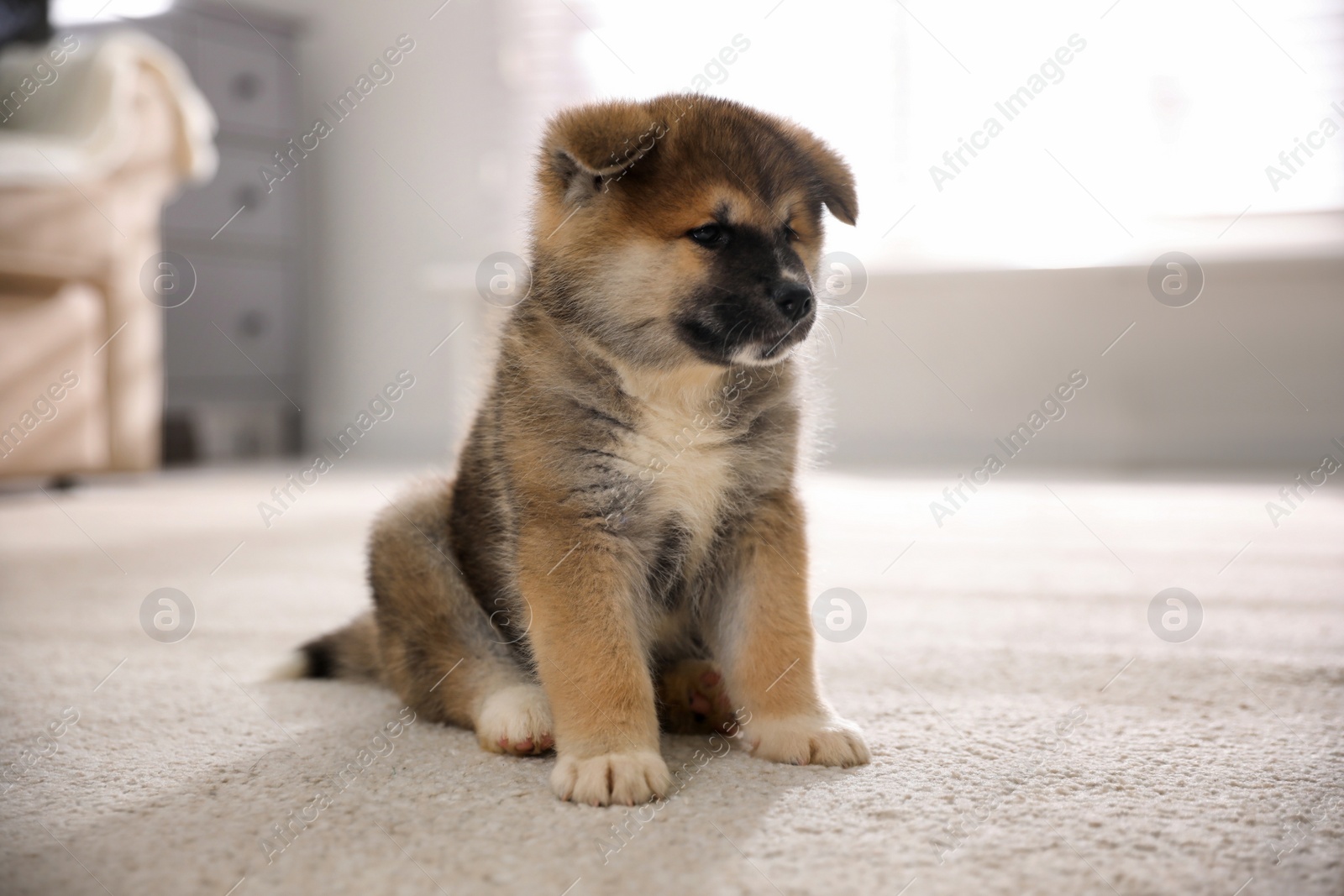 Photo of Adorable Akita Inu puppy on carpet indoors