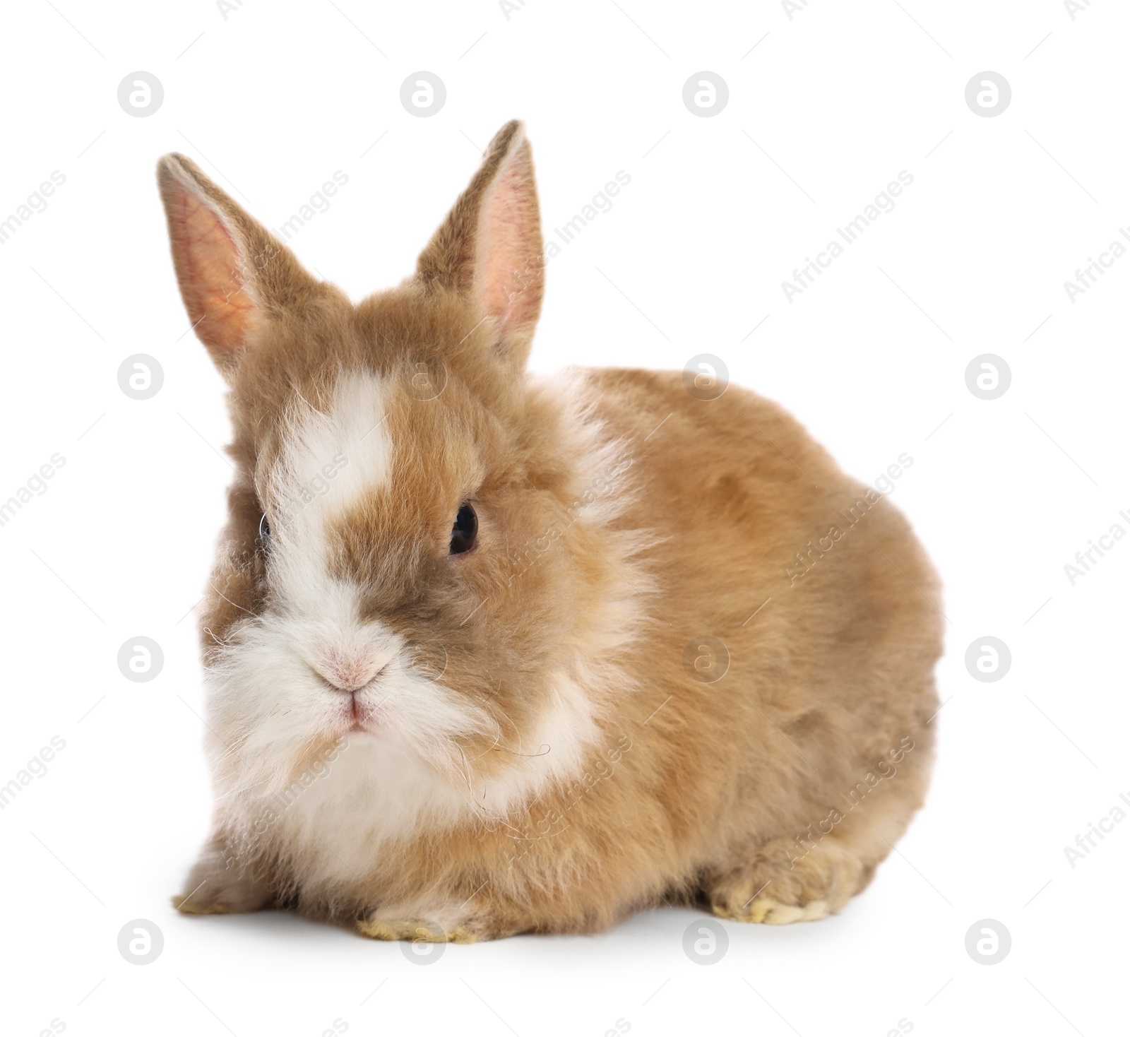 Photo of Cute fluffy pet rabbit isolated on white