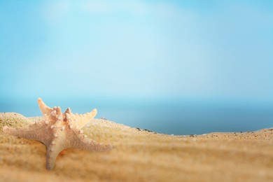 Image of Starfish on sandy beach near sea, space for text