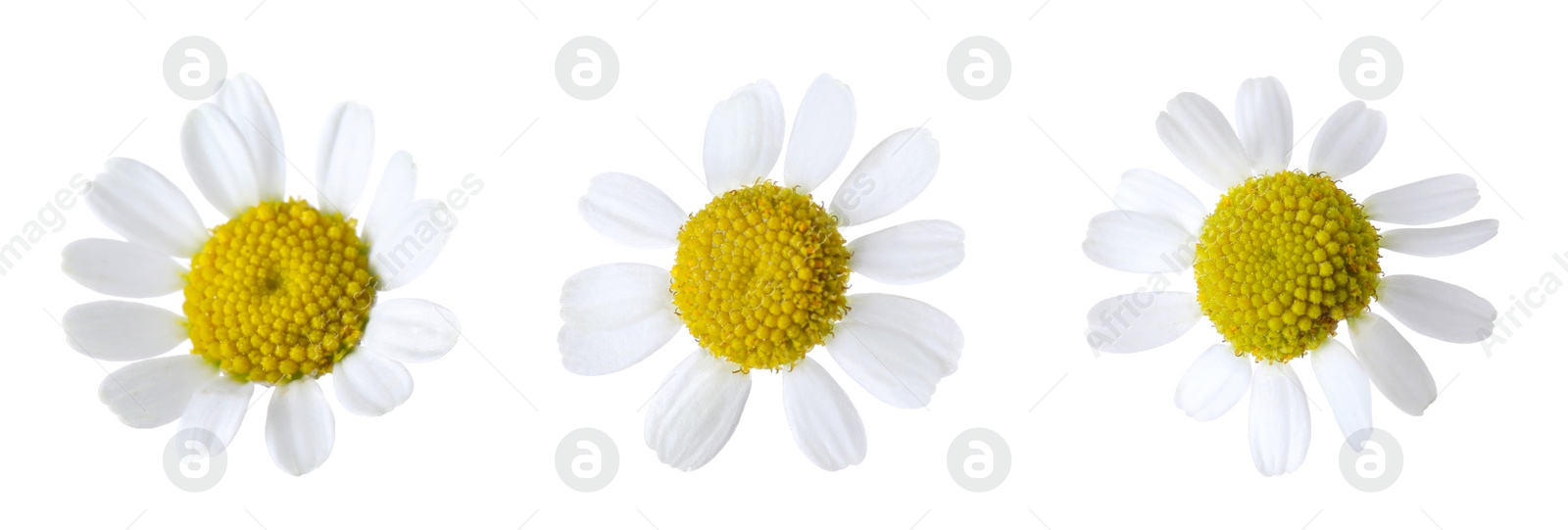 Image of Set of beautiful chamomile flowers on white background. Banner design