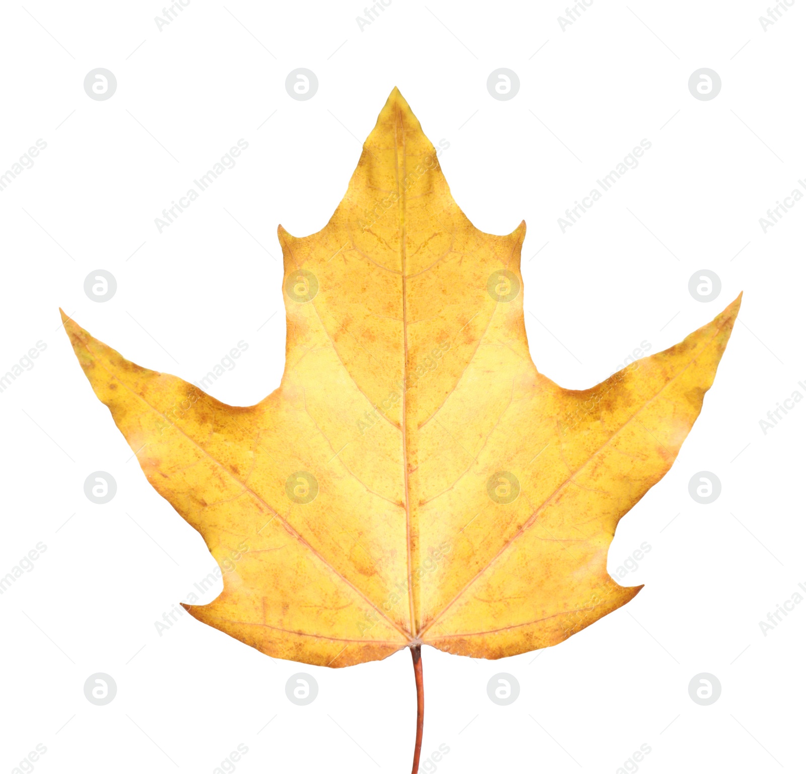 Photo of Beautiful leaf isolated on white. Autumn season