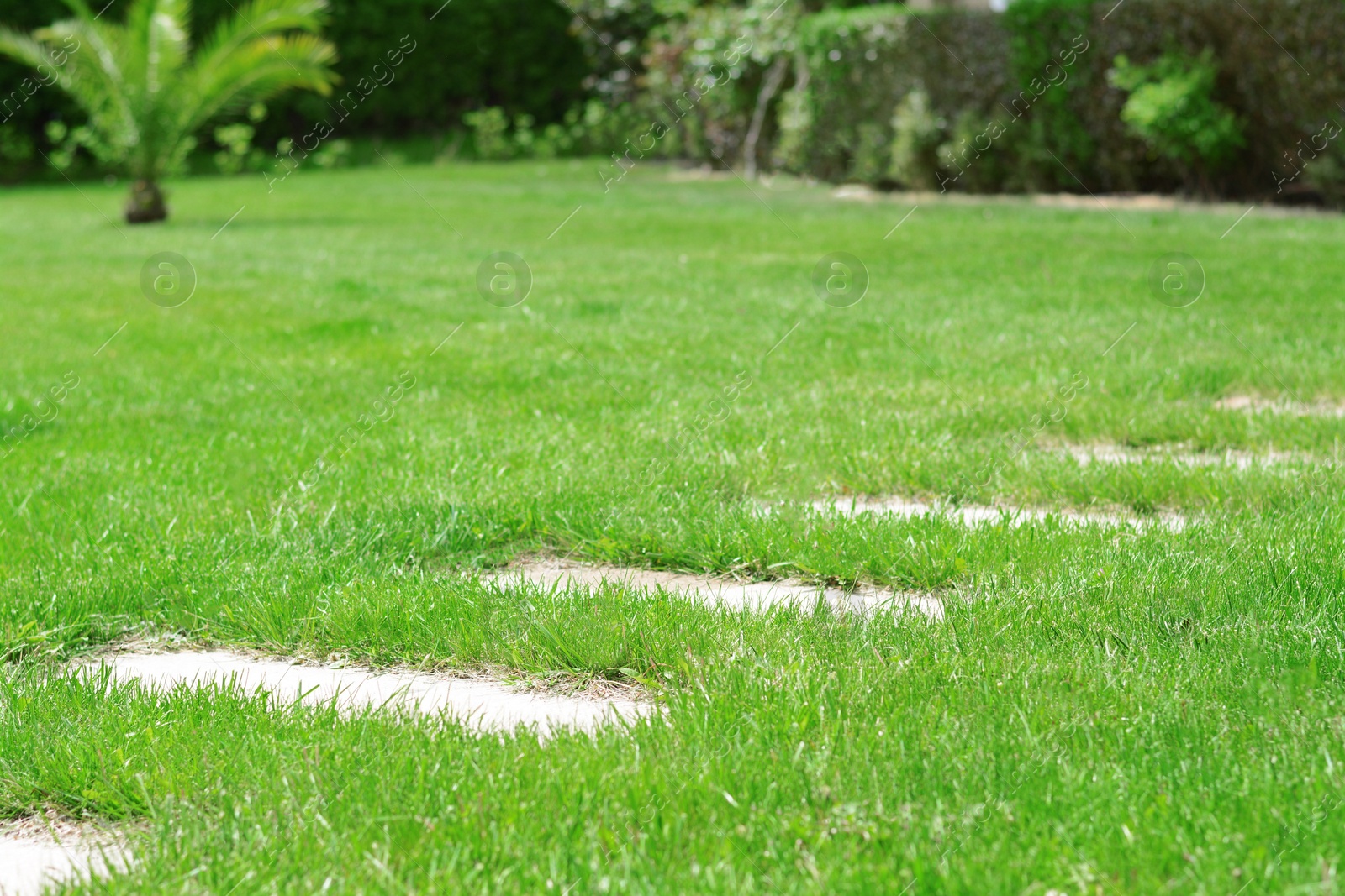 Photo of Beautiful garden with bright green grass and path