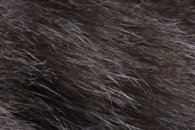 Photo of Cat with grey fur as background, macro photo