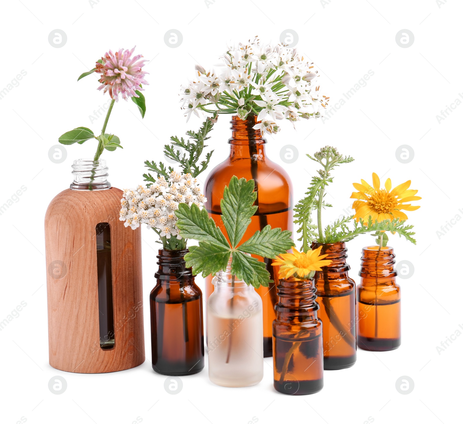 Photo of Many bottles of essential oils and different wildflowers on white background