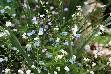 Photo of Beautiful tiny forget-me-nots in green garden. Spring flowers
