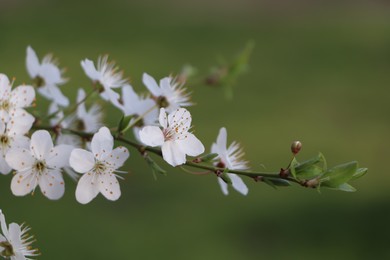 Photo of Cherry tree with white blossoms on green background, closeup. Spring season