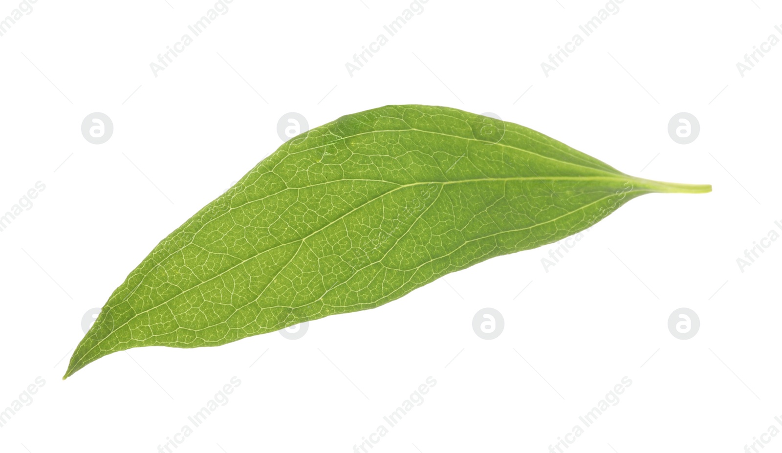 Photo of Fresh green jasmine leaf isolated on white