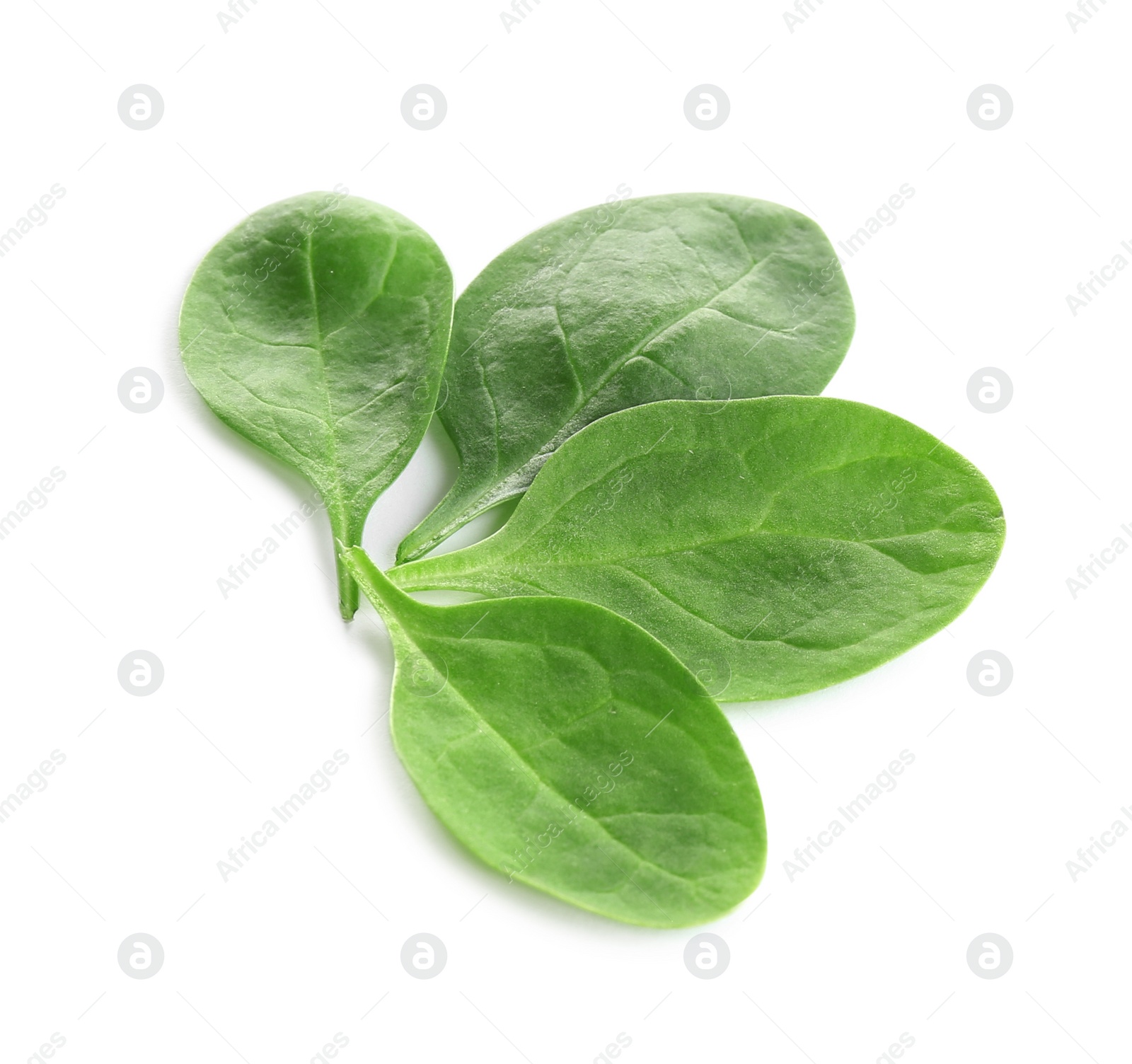 Photo of Fresh green leaves of healthy baby spinach on white background