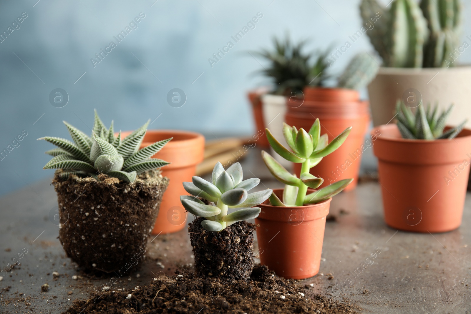 Photo of Succulents on grey table. Transplanting home plants