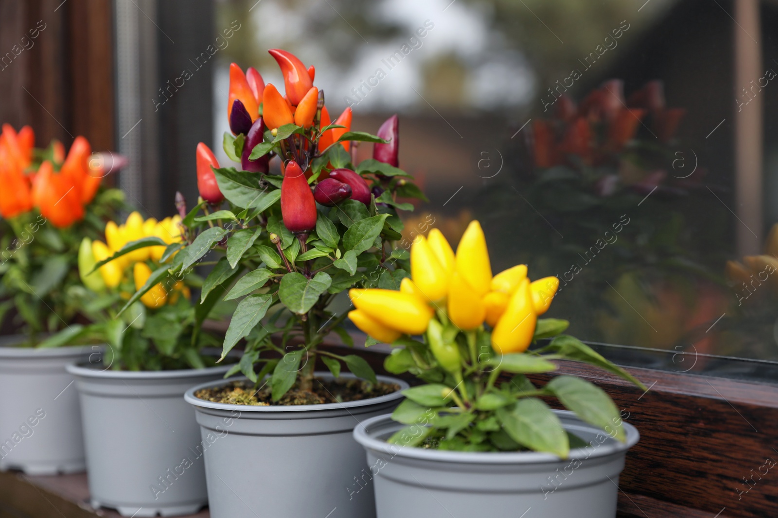 Photo of Capsicum Annuum plants. Many potted rainbow multicolor and yellow chili peppers near window outdoors, space for text
