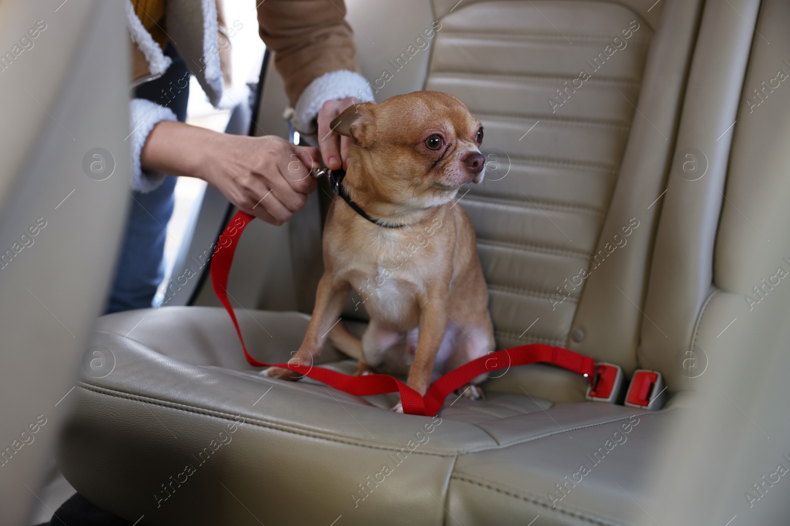 Photo of Owner with cute Chihuahua dog in car, closeup