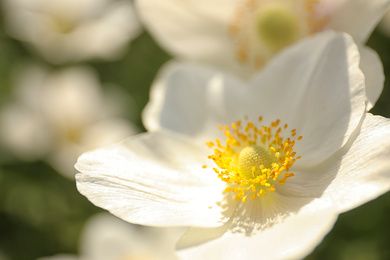 Photo of Beautiful blossoming Japanese anemone flower outdoors on spring day, closeup