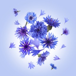 Bright cornflowers in air on light blue background