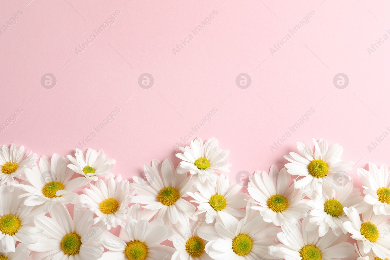 Photo of Beautiful chamomile flowers on color background, flat lay with space for text