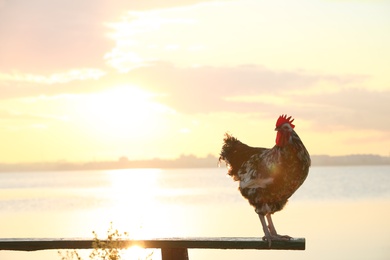 Big domestic rooster on bench near river at sunrise, space for text. Morning time