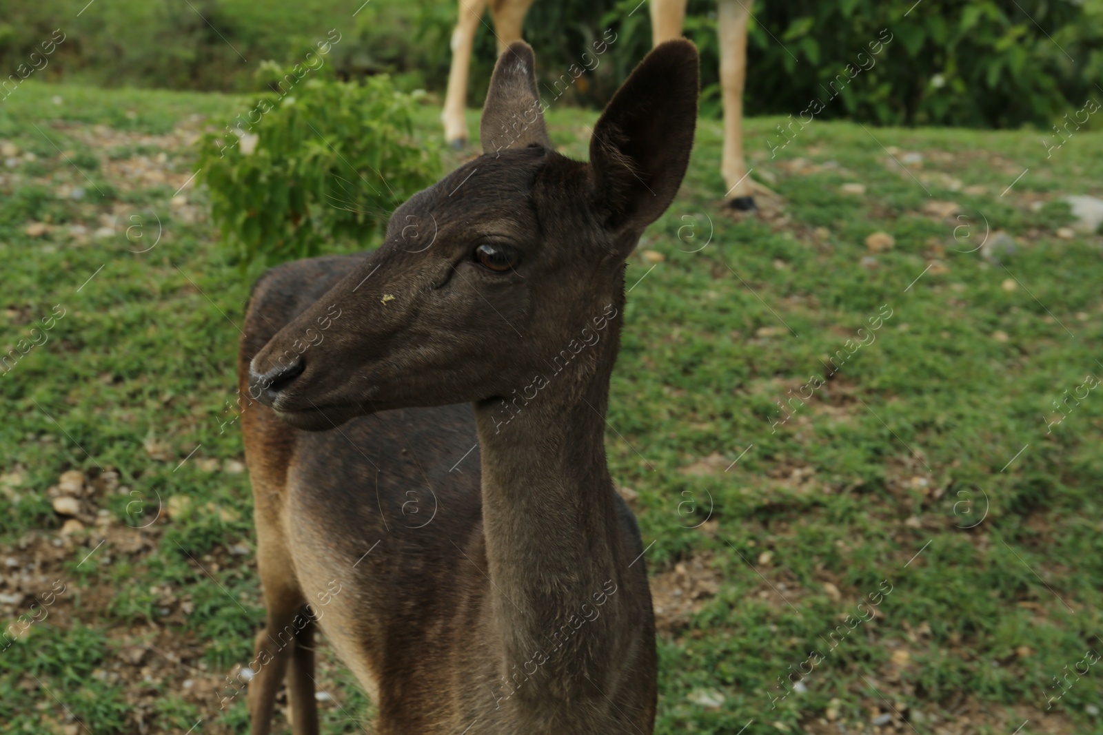 Photo of Beautiful deer on green grass in safari park