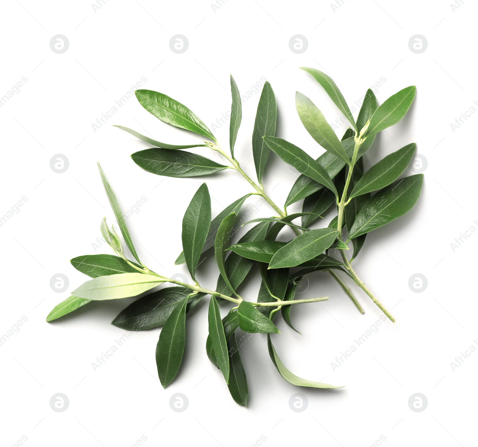 Photo of Twigs with fresh green olive leaves on white background, top view