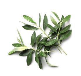 Twigs with fresh green olive leaves on white background, top view