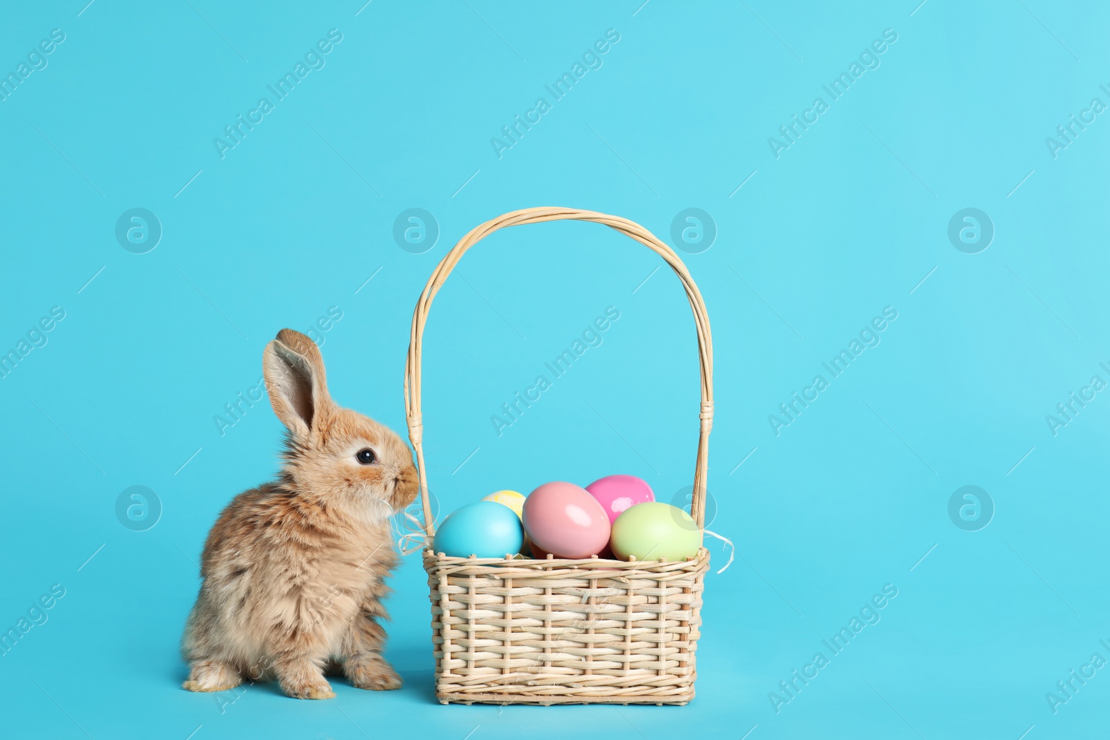 Photo of Adorable furry Easter bunny near wicker basket and dyed eggs on color background, space for text