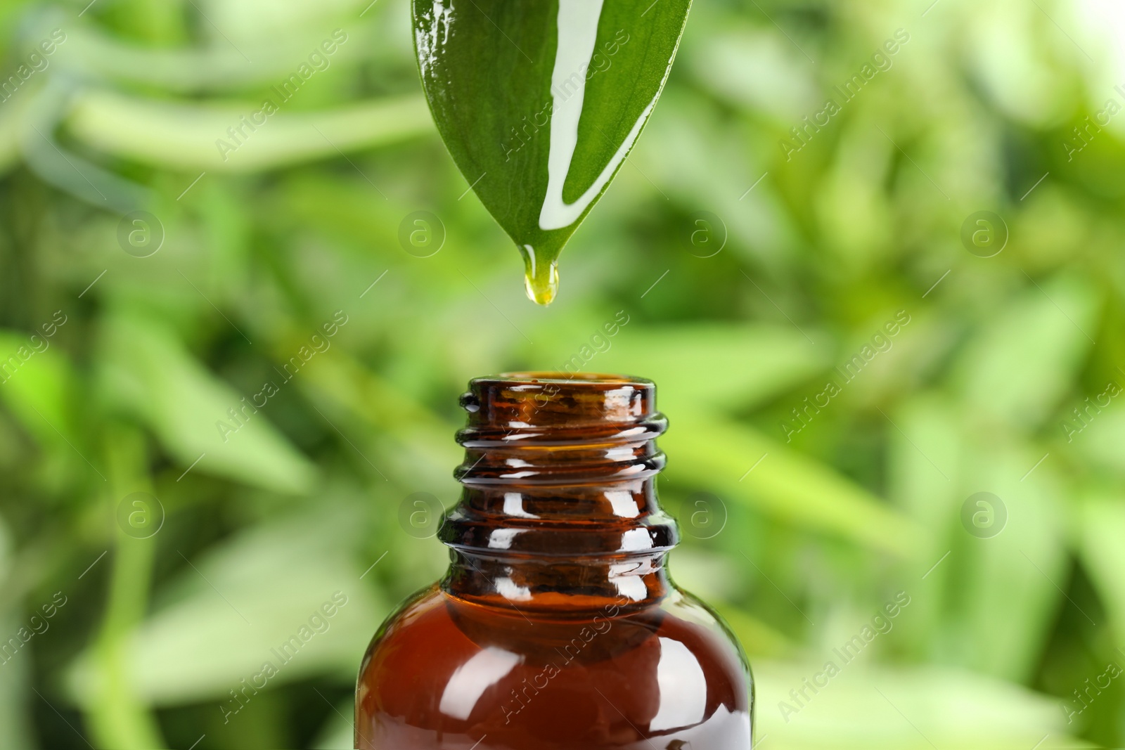 Photo of Essential oil drop falling from leaf into glass bottle against blurred green background, closeup