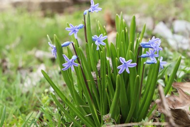 Beautiful hyacinths blooming in field. Early spring flowers