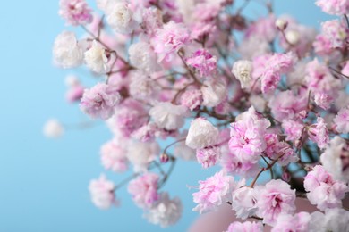 Beautiful dyed gypsophila flowers on light blue background, closeup