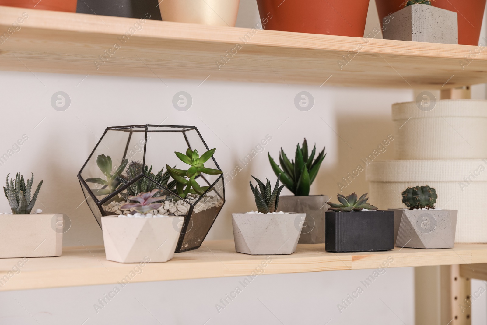 Photo of Different potted home plants on wooden shelf. Interior design element