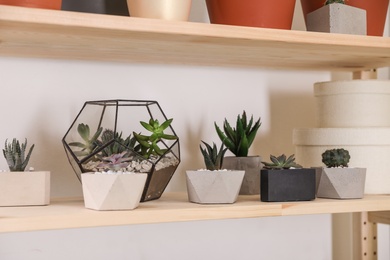 Different potted home plants on wooden shelf. Interior design element