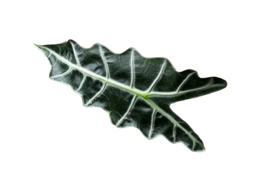 Leaf of tropical alocasia plant isolated on white