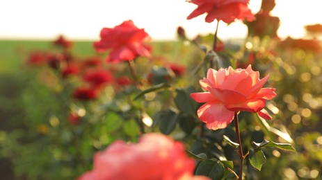 Photo of Green bush with beautiful roses in blooming garden on sunny day