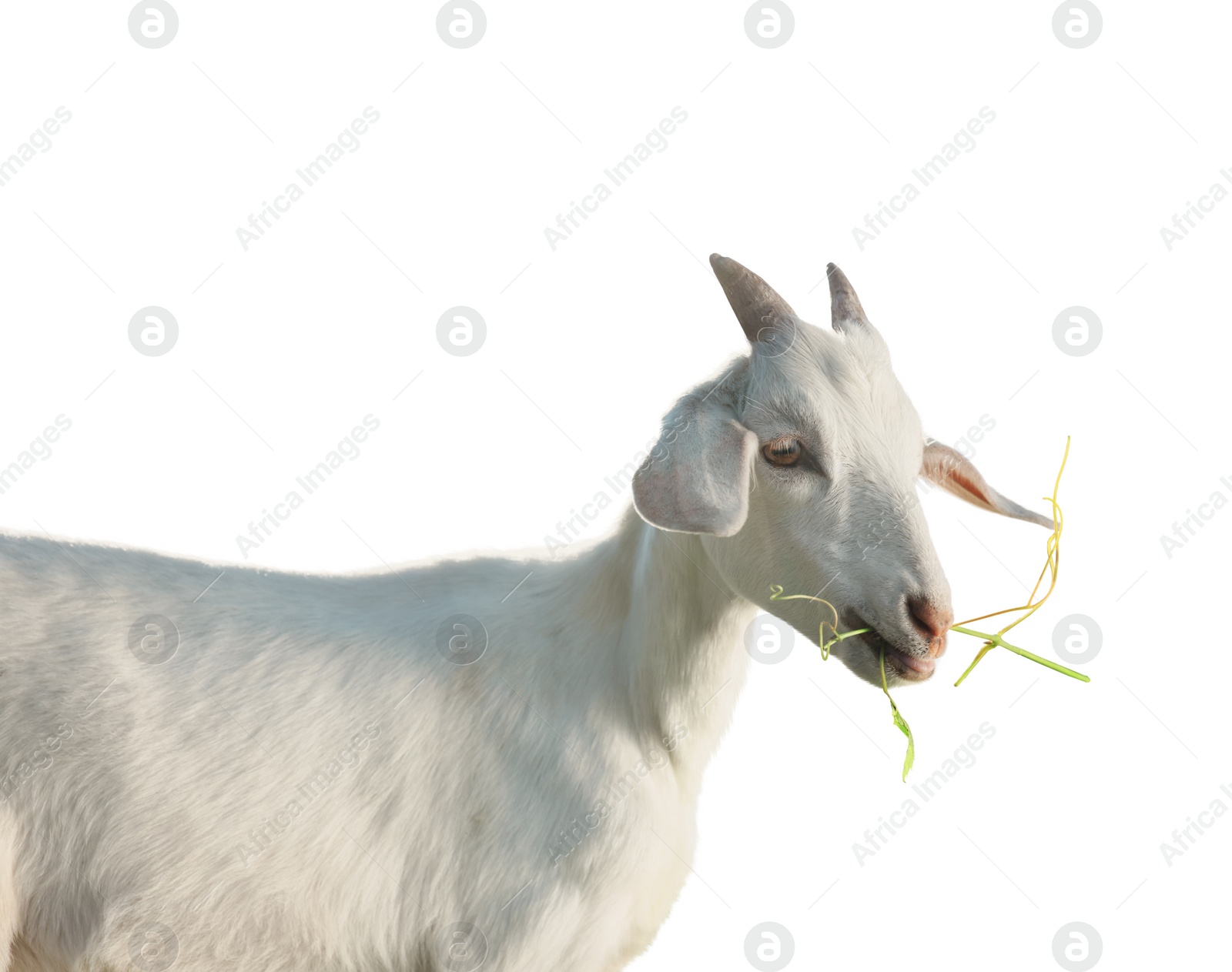 Image of Cute goat isolated on white. Farm animal