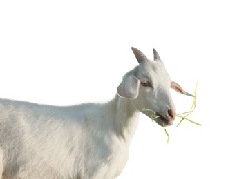 Image of Cute goat isolated on white. Farm animal