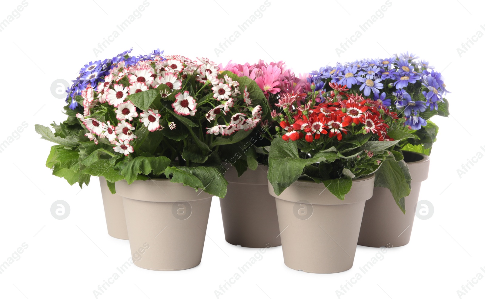 Photo of Different cineraria plants in flower pots on white background