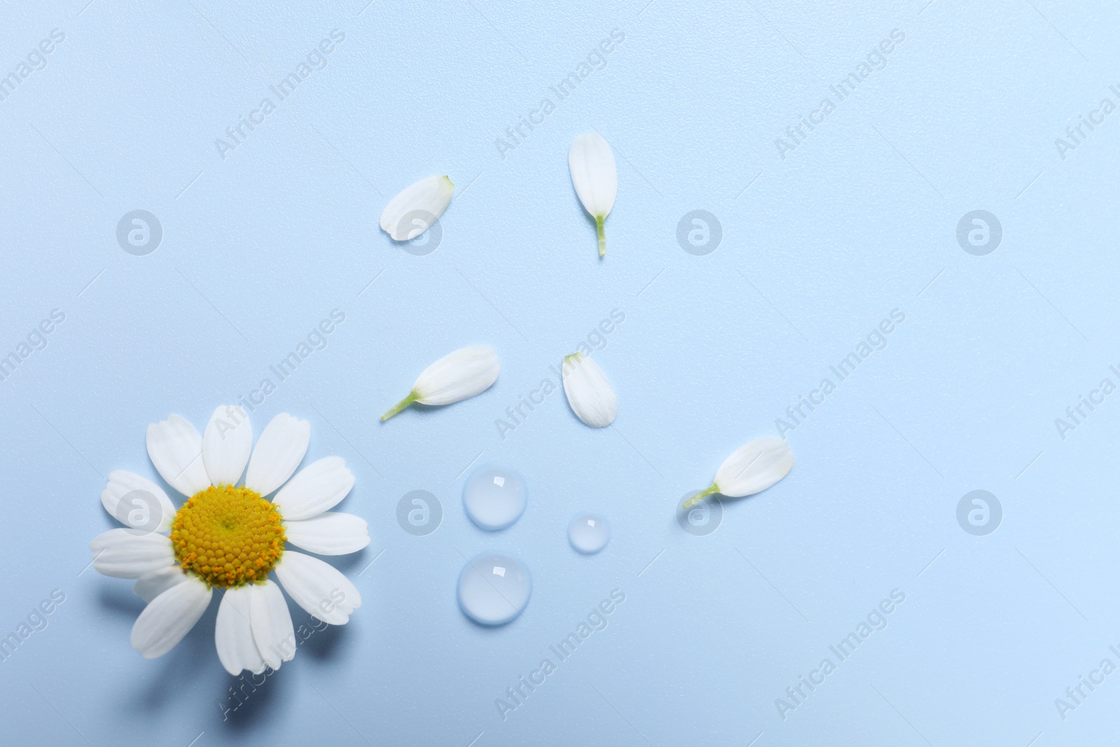 Photo of Drops of cosmetic serum, chamomile flower and petals on light blue background, flat lay. Space for text