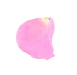 One pink rose petal isolated on white