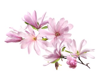 Image of Beautiful pink magnolia flowers on white background