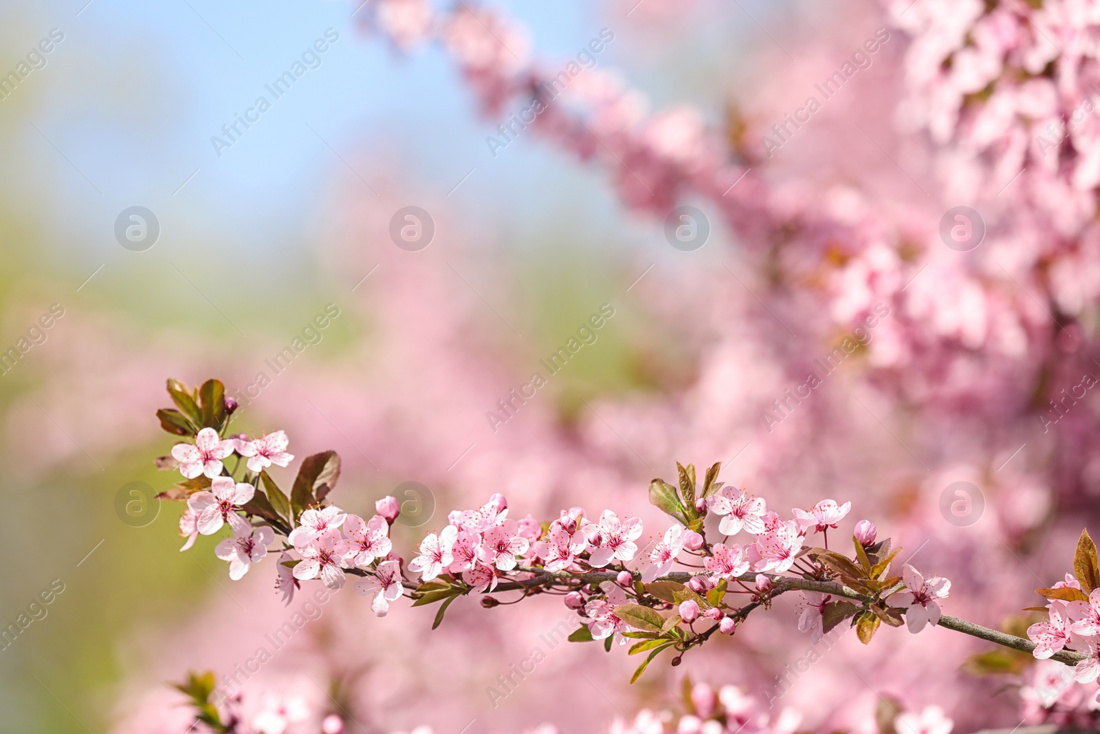 Photo of Branch of blossoming spring tree with tiny flowers on blurred background. Space for text