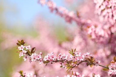 Branch of blossoming spring tree with tiny flowers on blurred background. Space for text