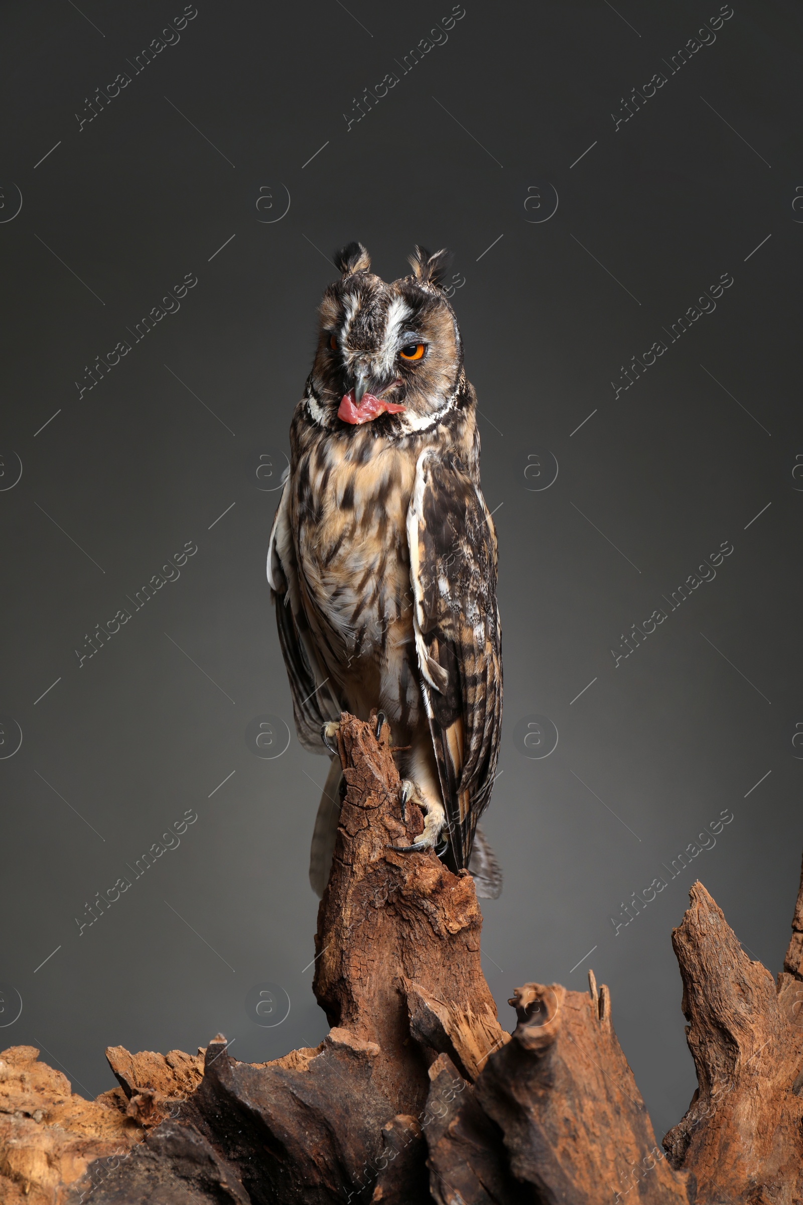 Photo of Beautiful eagle owl on tree against grey background. Predatory bird