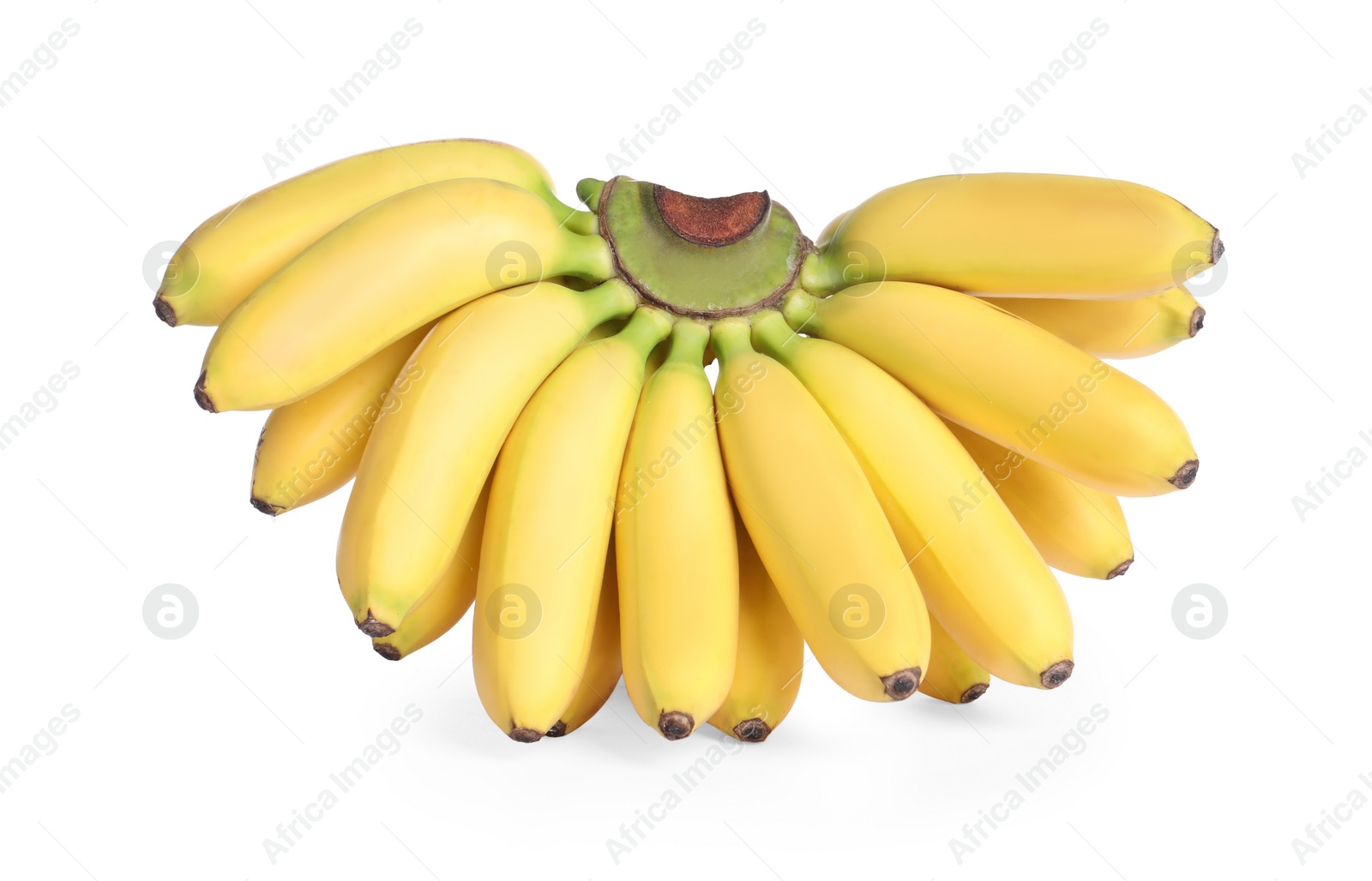 Photo of Bunch of ripe mini bananas on white background. Exotic fruit