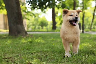 Photo of Funny adorable Akita Inu puppy in park, space for text