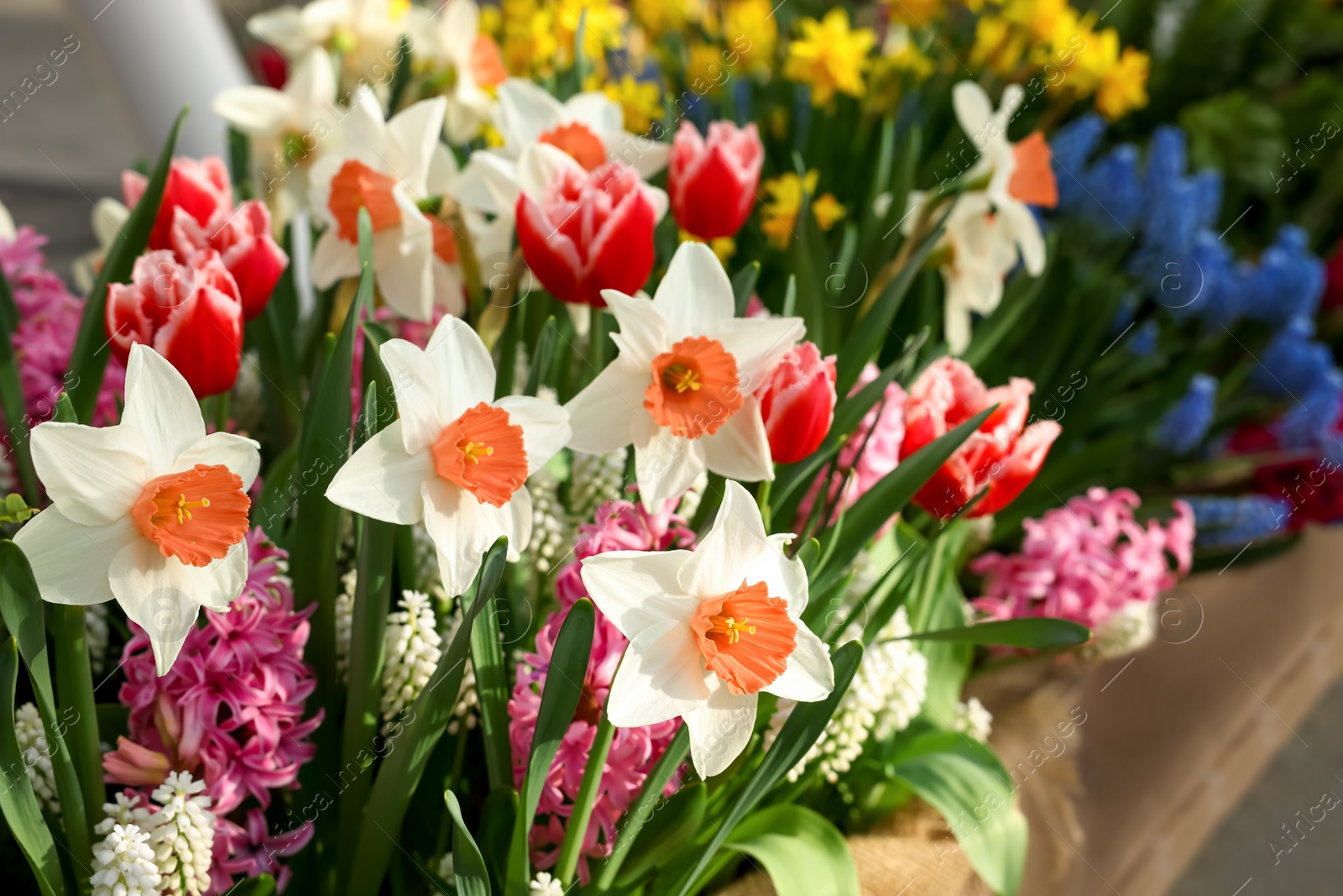 Photo of Many different flowers in wooden crate, closeup. Spring season